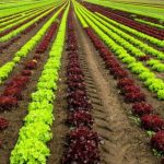 Η BASF αγοράζει τους σπόρους λαχανικών της Bayer. Της Ειρήνης Αιμονιώτη