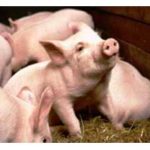 Οι ευρωπαϊκοί κτηνοτροφικοί σύλλογοι, απαιτούν τη ρύθμιση της παραγωγής χοιρινού κρέατος – Της Ειρήνης Αιμονώτη.