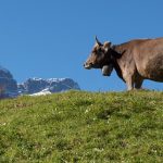 Η Ελβετία μειώνει τους δασμούς στις ζωοτροφές και δίνουν άτοκα δάνεια στους κτηνοτρόφους