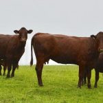 Κτηνοτροφία: Super – Αγελάδες που θα τρέφονται με φύκια θα «δημιουργήσουν» οι Ιρλανδοί