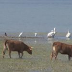 ΕΙΔΗΣΕΙΣ ΣΕ ΒΙΝΤΕΟ: Το εθνικό πάρκο λίμνης Κερκίνης