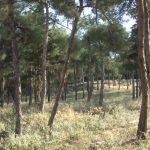 Αυτ. Διεύθυνση Πολιτικής Προστασίας ΠKM: Παράταση απαγόρευσης κυκλοφορίας σε δασικές εκτάσεις Σέιχ Σου, Ωραιοκάστρου, Πυλαίας – Χορτιάτη και Θέρμης