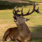 Νορβηγία: Σε επαγρύπνηση καλούν τους οδηγούς οι αρχές, καθώς εξαιτίας της ζέστης οι τάρανδοι κατακλύζουν τις σήραγγες αναζητώντας λίγη δροσιά