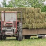 Η κακή οικονομική κατάσταση των κτηνοτρόφων οδηγεί σε πτώση της τιμής του τριφυλλιού