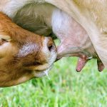 Κτηνοτροφία: Αυξημένη η τιμή αγελαδινού γάλακτος από Οκτώβριο