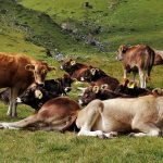 Κτηνοτροφία: Προσοχή νέα πρόστιμα για τα ζώα που διαβιούν, χωρίς επιτήρηση