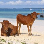 Σουηδία: Επιτρέπεται η πρόσβαση σε αγελάδες στις παραλίες γυμνιστών τις ημέρες του καύσωνα (BBC)