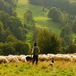 Ευκαρπία Κιλκίς : Νεαρός βοσκός νεκρός από κεραυνό – Συνελήφθη ο ιδιοκτήτης της κτηνοτροφικής μονάδας