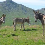 Υπ. Αγροτικής Ανάπτυξης: Έκδοση εγκυκλίου για την προστασία των ιπποειδών εργασίας
