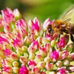 Μια μέλισσα μπορεί σταματήσει την παγκόσμια εξάρτηση από τα πλαστικά;