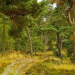 Πολύ υψηλός κίνδυνος πυρκαγιάς (κατηγορία κινδύνου 4) για αύριο Δευτέρα 20 Αυγούστου 2018