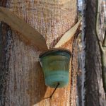 Απ. Σκαλτσογιάννης : Οι ρητινοσυλλέκτες θα μπορούσαν να γίνουν και οι καλύτεροι φύλακες του δάσους