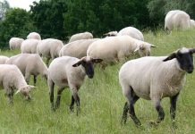 Θεσσαλονίκη: Κρούσματα της ευλογιάς των αιγοπροβάτων σε διακόσιες πενήντα εκτροφές στην Κεντρική Μακεδονία- 57.000 ζώα θανατώθηκαν