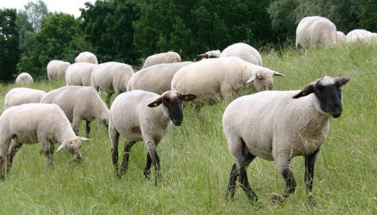 ΥΠΑΑΤ: Πληρωμές 175 εκατ. ευρώ σε 132.584 παραγωγούς για το Μέτρο 23 και τις  αυτόχθονες φυλές