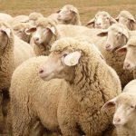 Κτηνοτροφία: Η συνταγή για το καλύτερο συμπλήρωμα διατροφής προβάτων από το Πανεπιστήμιο της Μινεσότα