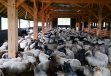 Κήρυξη της Περιφερειακής Ενότητας Κεφαλονιάς σε Κατάσταση Ειδικής Κινητοποίησης Πολιτικής Προστασίας – Εντατικοί έλεγχοι και νέες συλλήψεις για παραβίαση μέτρων πρόληψης ζωονόσων