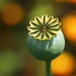 ΗΠΑ: Μεγάλη άνοδος (+7%) των θανάτων από υπερβολική δόση οπιοειδών το 2017 (CDC)