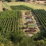 Βρέθηκαν στην Κροατία ίχνη του αρχαιότερου τυριού στη Μεσόγειο πριν τουλάχιστον 7.000 χρόνια (και μπορεί να ήταν φέτα!)