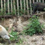 Η αφρικάνικη πανώλη των χοίρων χτυπά και τη Βουλγαρία. – Της Ειρήνης Αιμονιώτη.