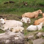 Κτηνοτροφία: Oι Βόρειοευρωπαίοι αναζητούν τρόπους για την βελτίωση της διαβίωσης των ζώων τους