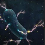 Το μυστικό των βακτηρίων του εντέρου: Παράγουν (και) ηλεκτρικό ρεύμα!