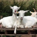 Κτηνοτροφία: Πως θα είναι επιτυχημένη η αναπαραγωγή των κατσικιών – Τα πέντε μυστικά