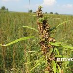 Το μέλλον της βιομηχανικής κάνναβης στην Ελλάδα