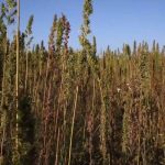 ΕΙΔΗΣΕΙΣ ΣΕ ΒΙΝΤΕΟ: Το μέλλον της βιομηχανικής κάνναβης στην Ελλάδα