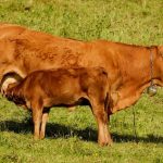 Κτηνοτροφία: Ότι πρέπει να γνωρίζετε για την εγκυμοσύνη των αγελάδων