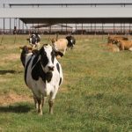 Κτηνοτροφία: Μελέτη συμπεριφοράς των αγελάδων γαλακτοπαραγωγής