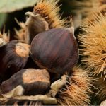 Έμποροι από Ιταλία, Γερμανία και ΗΠΑ θέλουν ελληνικό κάστανο, αλλά ελλείψει υποδομών μεταποίησης οι Έλληνες παραγωγοί στερούνται σημαντικών κερδών