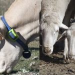 Κτηνοτροφία: Σύστημα παρακολούθησης των ζώων με κολάρο