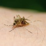 Είκοσι ένας νεκροί από τον ιό του Δυτικού Νείλου. Έκτακτο Σχέδιο Δράσης για την καταπολέμηση των κουνουπιών ζητά ο ΙΣΑ