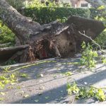 Θεσσαλονίκη: Φωτιά καίει ξερά χόρτα στην Αγία Τριάδα και πτώσεις δένδρων από τους ισχυρούς ανέμους