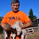 ΕΙΔΗΣΕΙΣ ΣΕ ΒΙΝΤΕΟ: Νάυπλιο: Γεννήθηκαν αρνάκια χωρίς αυτιά