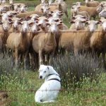 Κτηνοτροφία: H προβατοτροφία, το πρώτο βήμα για την εξέλιξη του νέου κτηνοτρόφου