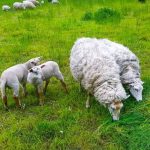 Κτηνοτροφία: Hλεκτρονικά θα γίνεται η μελέτη βελτίωσης της διατροφής των προβάτων