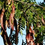 Χαρουπιές, γλυκάνισο, λιβαδοπονία – Του Δημήτρη Μιχαηλίδη