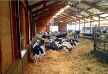 Ψηφιοποίηση Κτηνοτροφικών Εγκαταστάσεων: Υποχρεωτική Απογραφή στο OpenBusiness μέχρι 31/12/2025