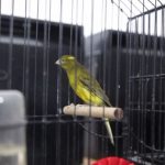 ΕΙΔΗΣΕΙΣ ΣΕ ΒΙΝΤΕΟ: Έκθεση ωδικών πουλιών στα Τρίκαλα