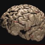 Ψυχολογία – Έλληνες και Βρετανοί επιστήμονες έριξαν περισσότερο φως στον τρόπο που το ψυχεδελικό LSD δουλεύει στον εγκέφαλο