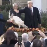 ΕΙΔΗΣΕΙΣ ΣΕ ΒΙΝΤΕΟ: Η γαλοπούλα με το όνομα Peas κέρδισε τελικά την προεδρική χάρη του Τραμπ