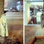 ΕΙΔΗΣΕΙΣ ΣΕ ΒΙΝΤΕΟ: Λάρισα: Ντύνουν τα δέντρα με μπουφάν για τους άστεγους