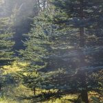 Θεσσαλονίκη: Από τις 29 Νοεμβρίου η διάθεση των ελληνικών ελάτων. Σε ποιες τιμές θα διατίθενται