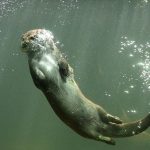 ΕΙΔΙΚΟ ΘΕΜΑ – Κέρκυρα: Λιμνοθάλασσα Αντινιώτη, η λίμνη των ορχιδέων, των κρίνων και της «βίδρας»