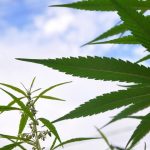 Σε ενάμιση χρόνο θα υπάρχει η πρώτη παραγωγή τελικού προϊόντος φαρμακευτικής κάνναβης