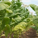 Π.Ε. Ημαθίας: Ανάρτηση καταστάσεων πληρωμών συστήματος ολοκληρωμένης διαχείρισης στην παραγωγή καπνού για το έτος 2017