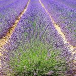 Μεγάλες οι προοπτικές της Ελλάδας στον τομέα αξιοποίησης των αρωματικών φυτών, δήλωσε ο Στ. Αραχωβίτης