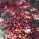 Ανακοίνωση Αγροτικού Συλλόγου Ημαθίας για αποζημίωση από τις βροχοπτώσεις και Ρωσικό Εμπάργκο