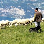 Στους μετανάστες στηρίζεται η μετακινούμενη κτηνοτροφία στη Θεσσαλία